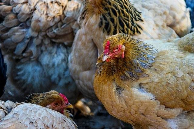 蛋鸡养殖业到底能不能赚钱？蛋鸡养殖成本收入利润分析